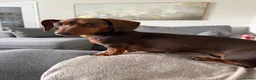 Miniature Dachshund dogs for sale: Miniature dashund Adult  - Advert 1
