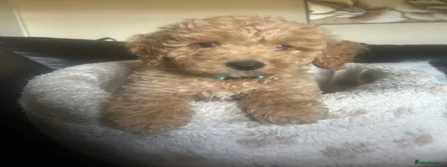 Murphy