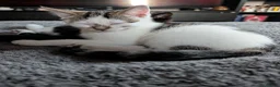 Mixed Breed cats for sale: Two beautiful kittens, looking for there home 🐾 in Peterhead - Advert 17