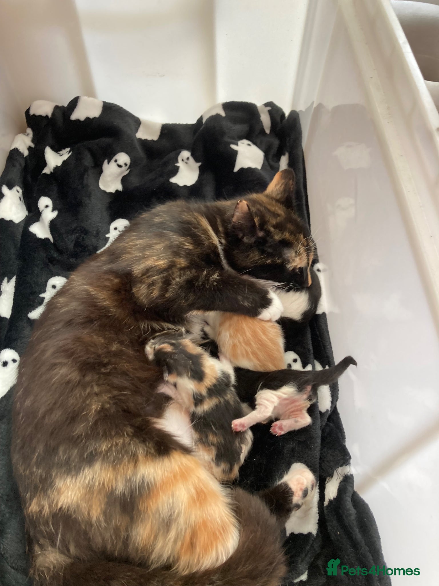 Mixed Breed cats for sale: Kittens looking for forever homes - Advert 1