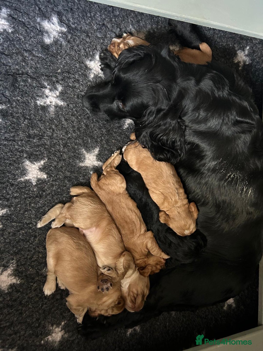 Cocker Spaniel dogs for sale: Beautiful KC reg working cocker spaniel puppies - Advert 2