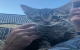 Domestic Shorthair cats for sale: Kittens  - Image 7