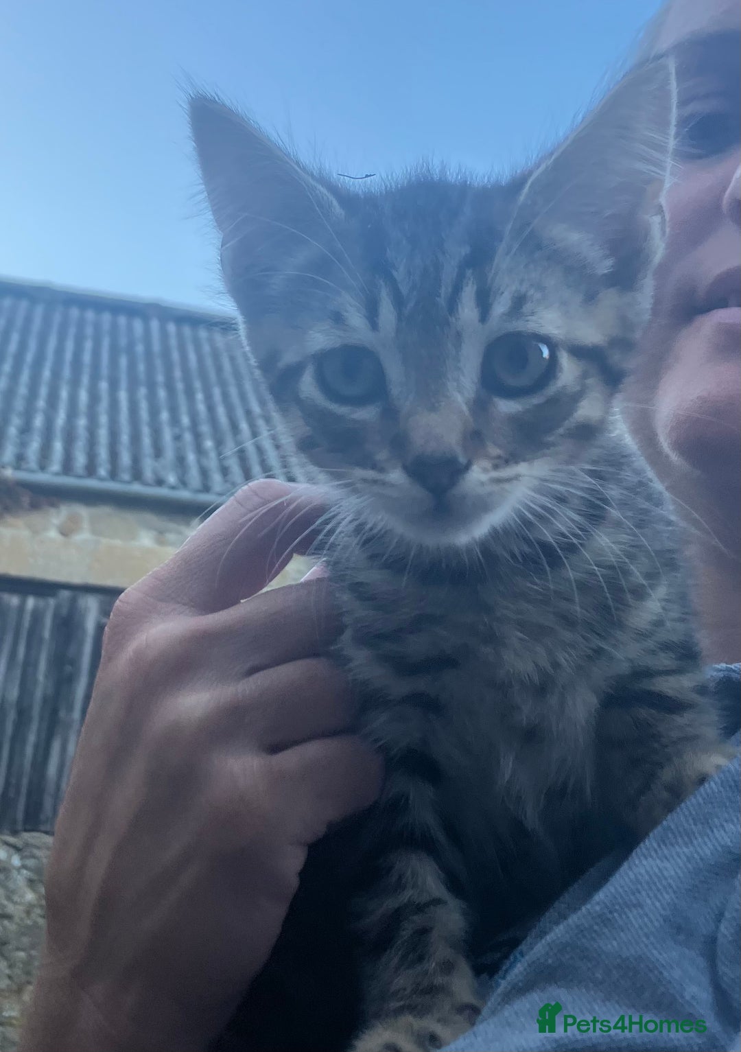 Domestic Shorthair cats for sale: Kittens  - Image 7