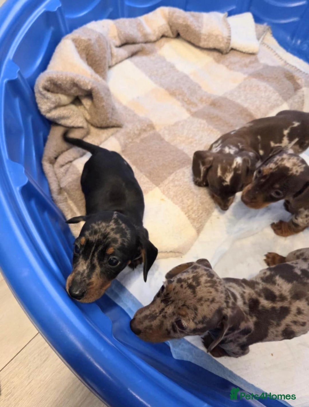 Miniature Dachshund dogs for sale: Miniature dachshund puppies - Image 5