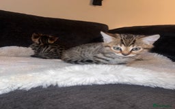 Bengal cats for sale: Female bengal kittens for sale  - Image 16