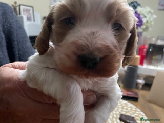 Cockapoo dogs Cockerpoo apricot and cream - Advert 6