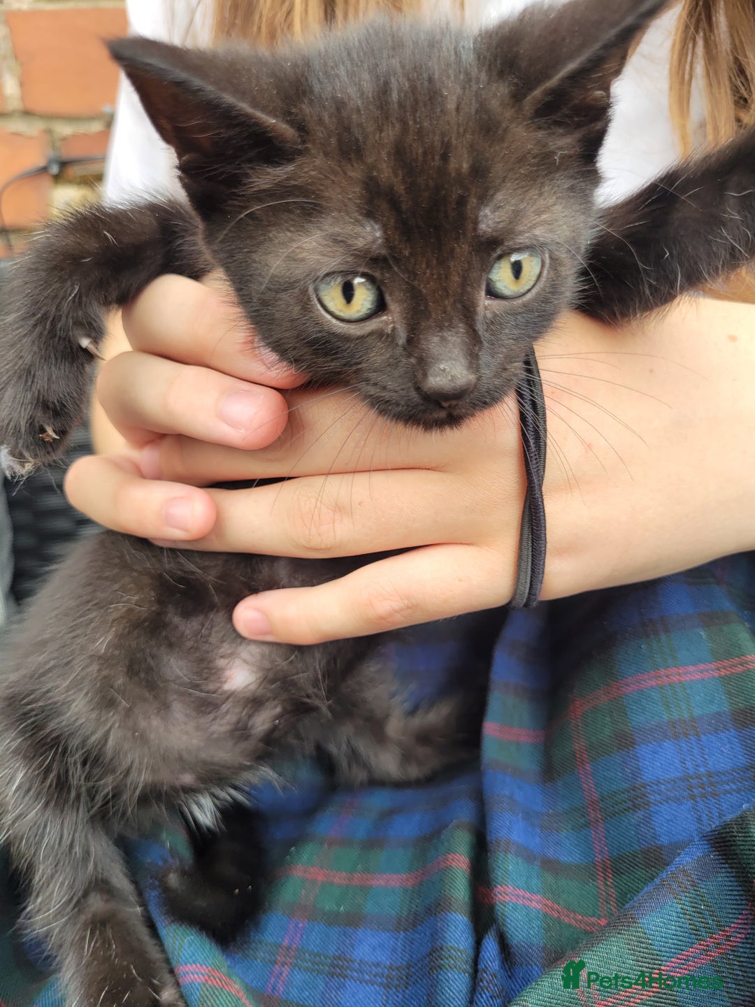 Mixed Breed cats for sale: Kittens  - Image 3