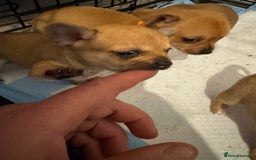 Chihuahua dogs for sale: Chihuahua pups - Image 16