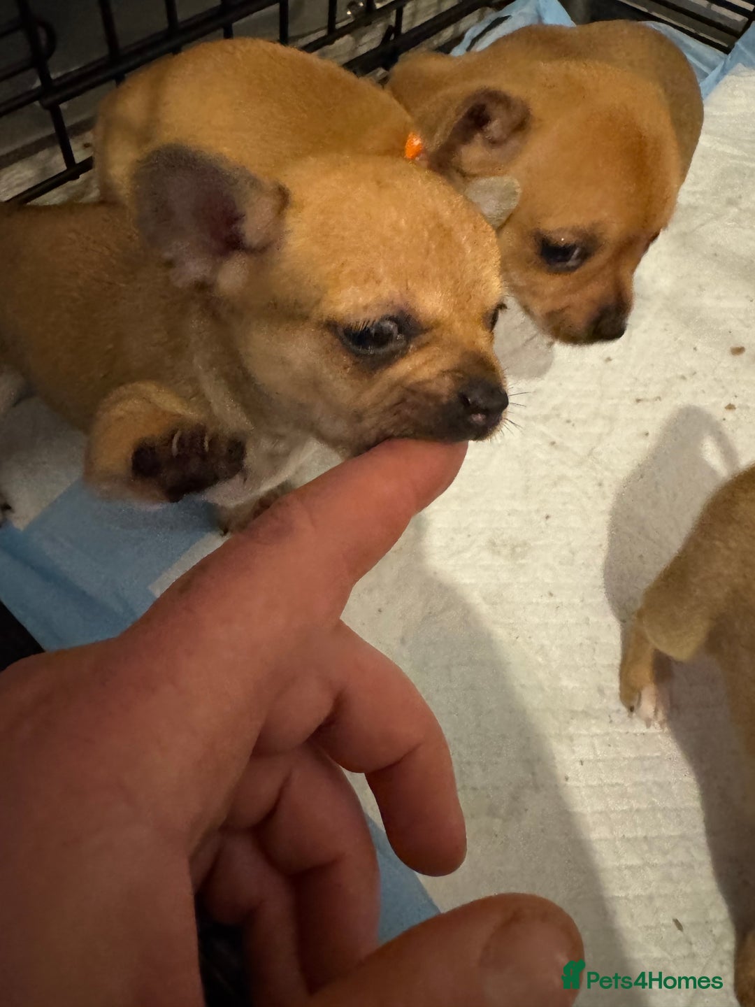 Chihuahua dogs for sale: Chihuahua pups - Image 16