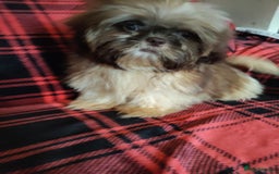 Shih Tzu dogs for sale: Half Imperial Shihtzu Pups (Karashishi Lines)  - Image 8