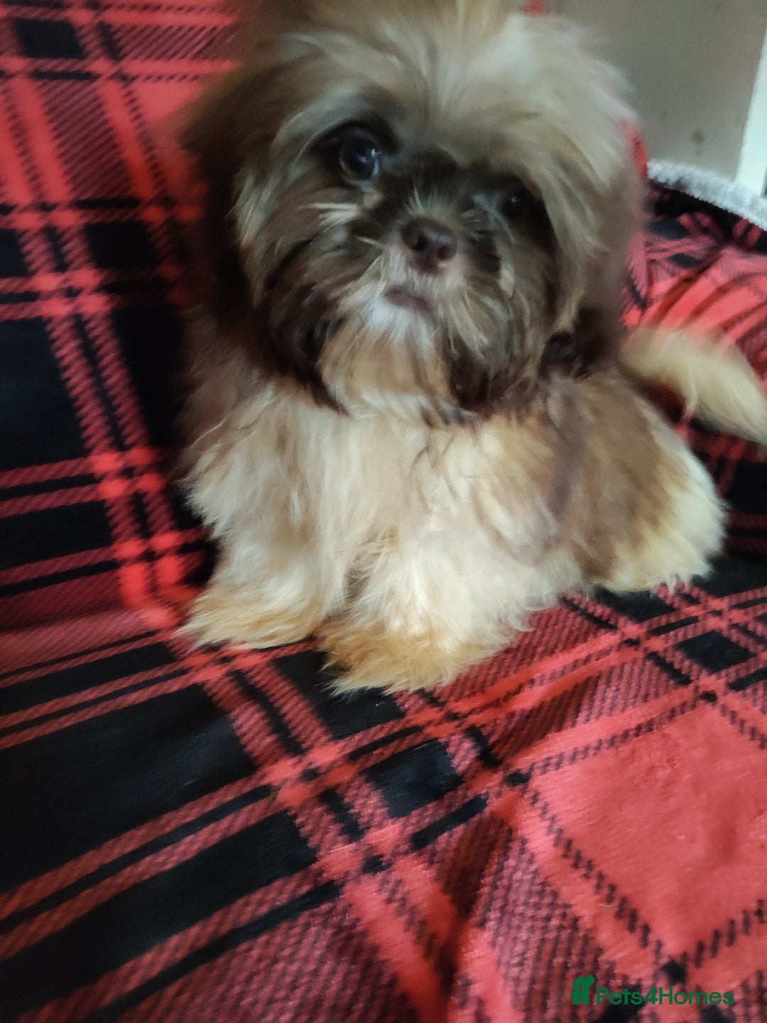 Shih Tzu dogs for sale: Half Imperial Shihtzu Pups (Karashishi Lines)  - Image 8