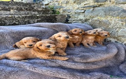 Cockapoo dogs for sale: ⭐️Ready Now, beautiful boys⭐️ Cockapoo puppies - Image 17