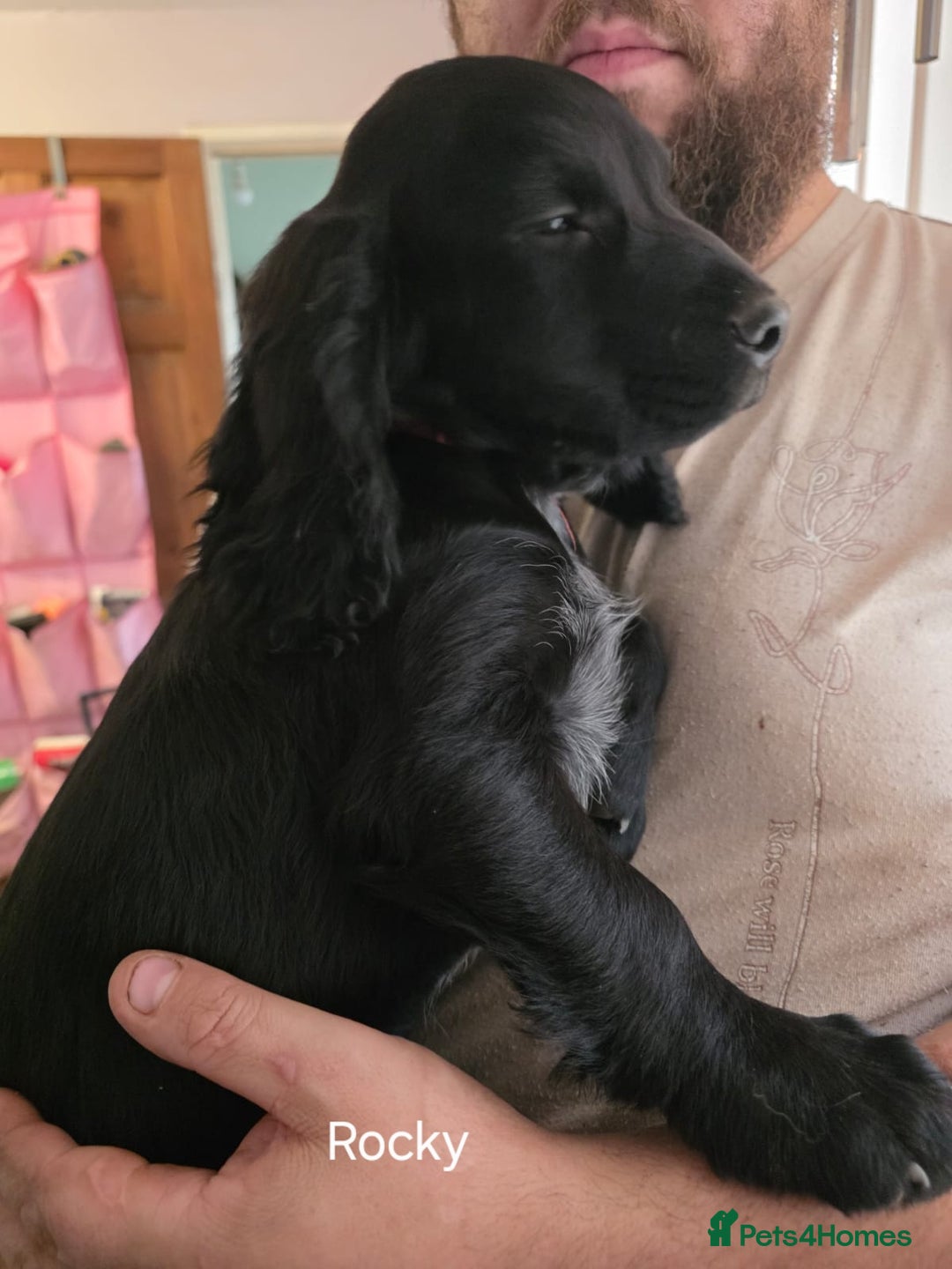 Cocker Spaniel dogs for sale: Cocker spaniel pups - Image 6