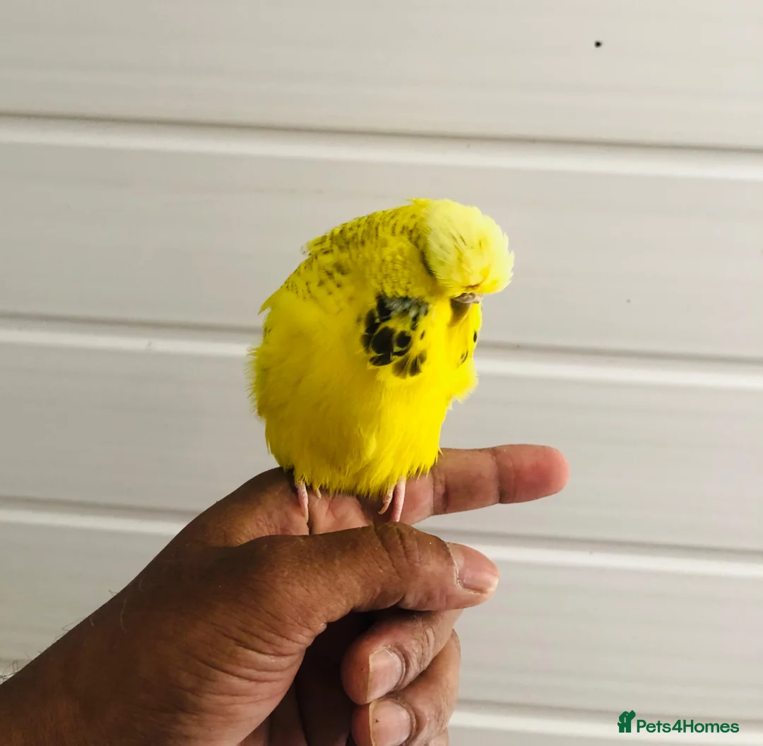 Budgerigars birds for sale: Beautiful semi hand tame exhibition budgies. - Advert 1