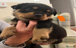 Rottweiler dogs for sale: Rottweiler pups KC Registered + Champ Bloodlines - Image 8