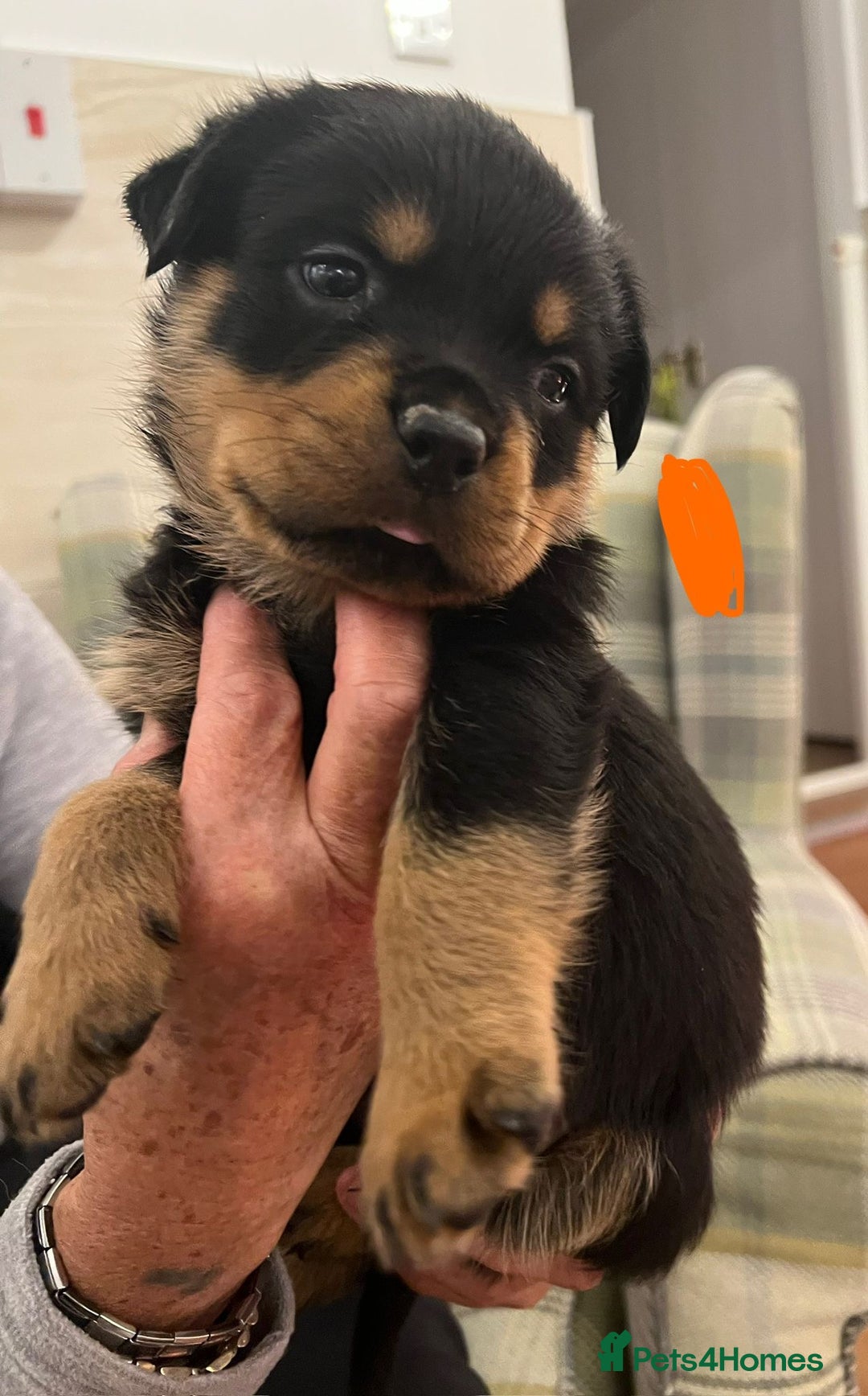 Rottweiler dogs for sale: Rottweiler pups KC Registered + Champ Bloodlines - Image 8