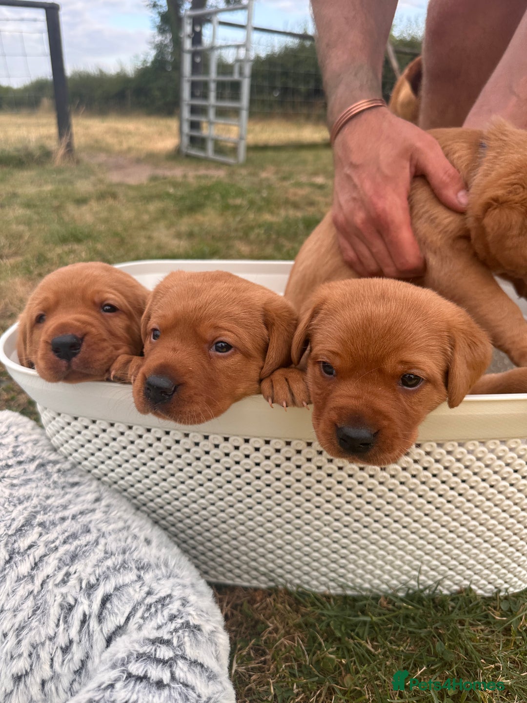Labrador Retriever dogs for sale: Fox red Labrador puppies for sale - Image 1