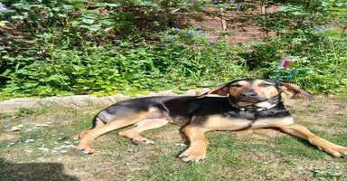 Mixed Breed dogs - Advert 2