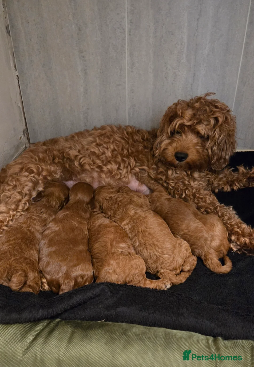 Cavapoo dogs for sale: F1B FOX RED CAVAPOO  in Ormskirk - Advert 1