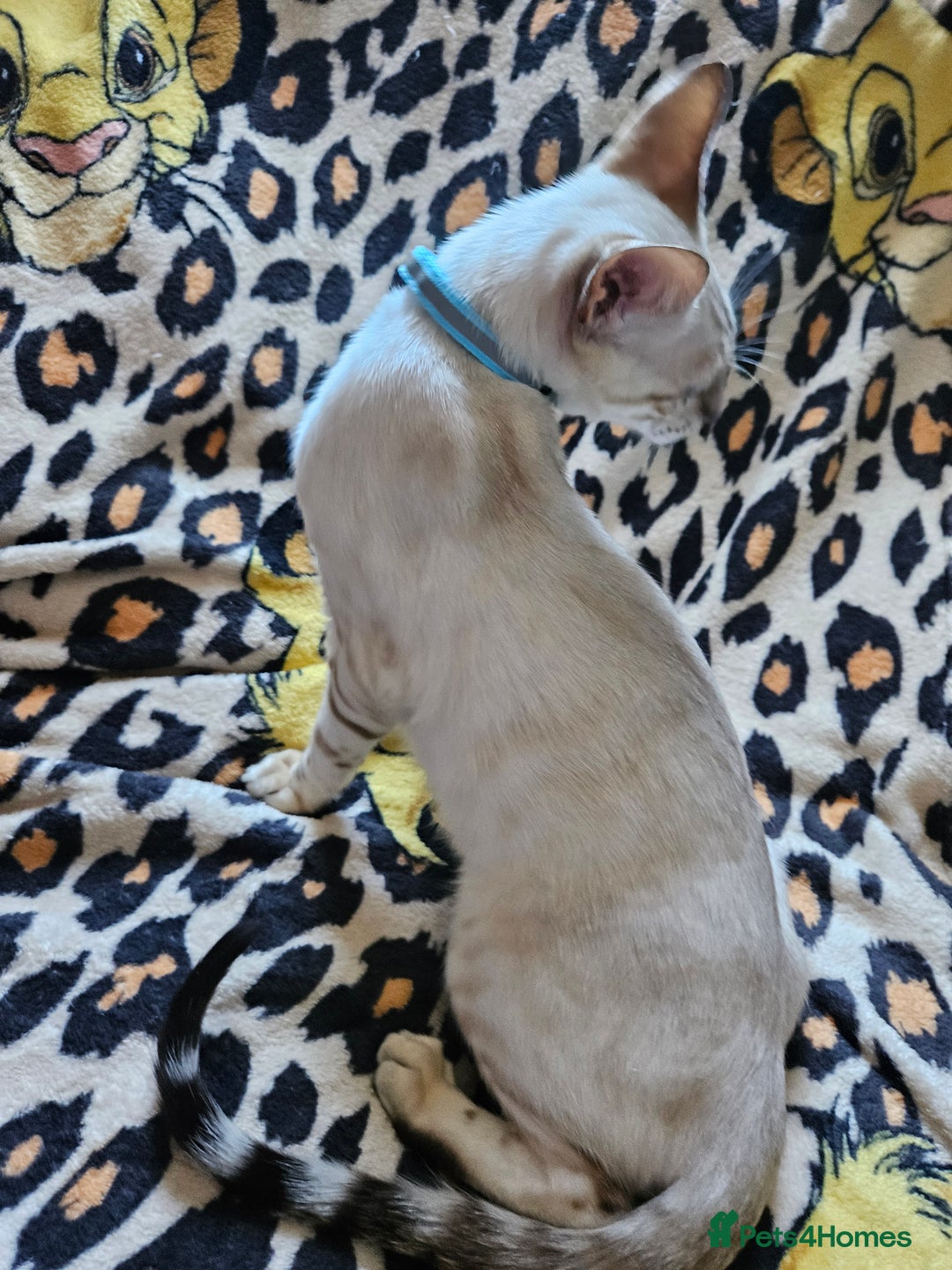 Bengal cats for sale: Snow bengal kittens for loving homes  - Image 31