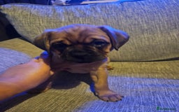 Mixed Breed dogs for sale: Mixed breed pups  - Image 3
