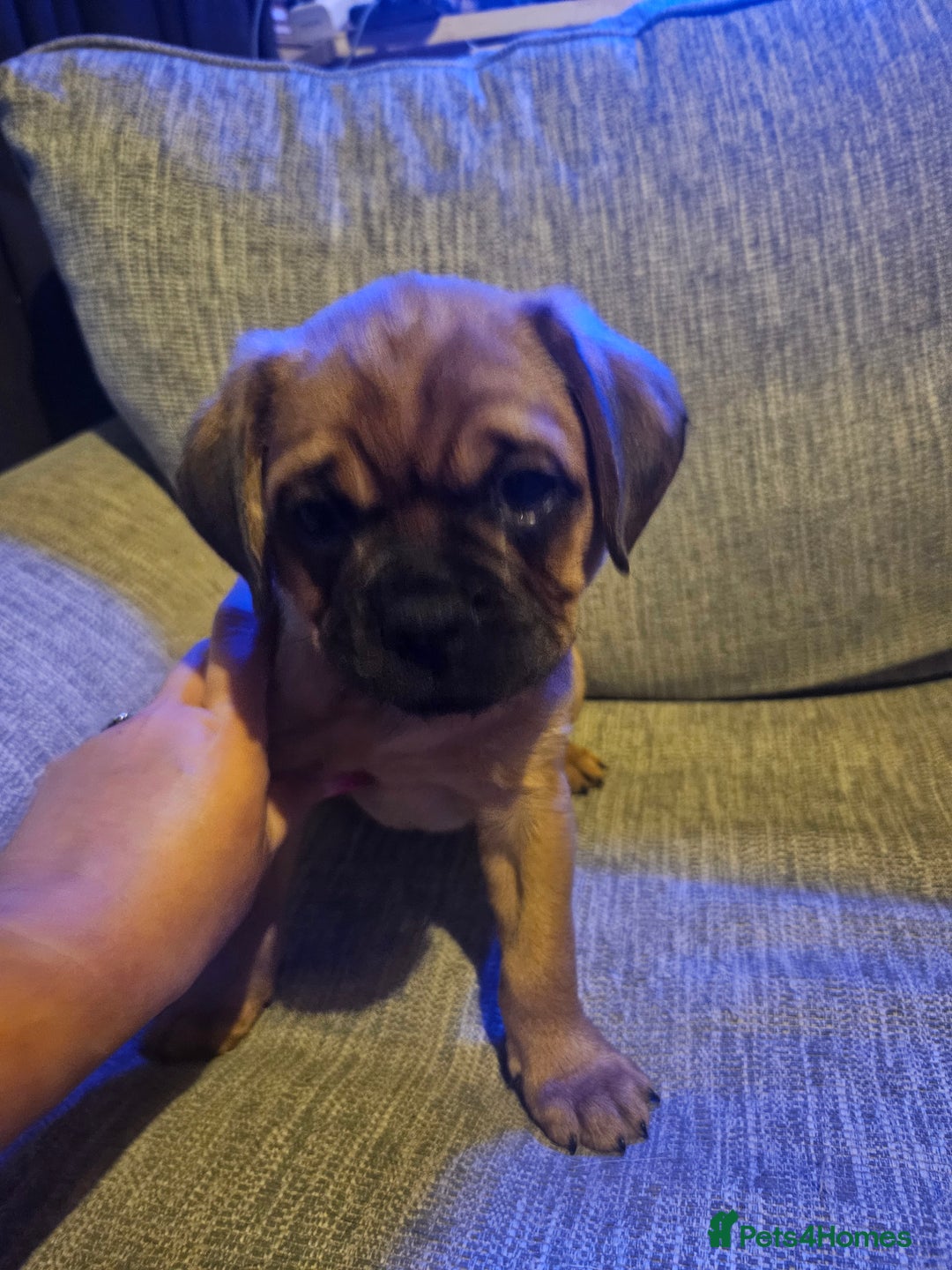 Mixed Breed dogs for sale: Mixed breed pups  - Image 3
