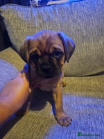 Mixed Breed dogs - Advert 3