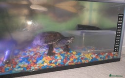 Turtle reptiles for sale: Free musk turtle  - Image 6