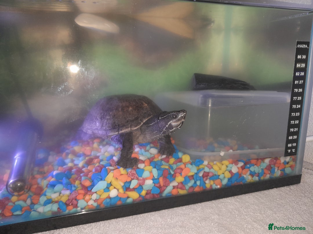 Turtle reptiles for sale: Free musk turtle  - Image 6