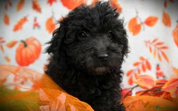 Cockapoo dogs for sale: Ready to go 10 October tiny toy cockapoos  - Image 21