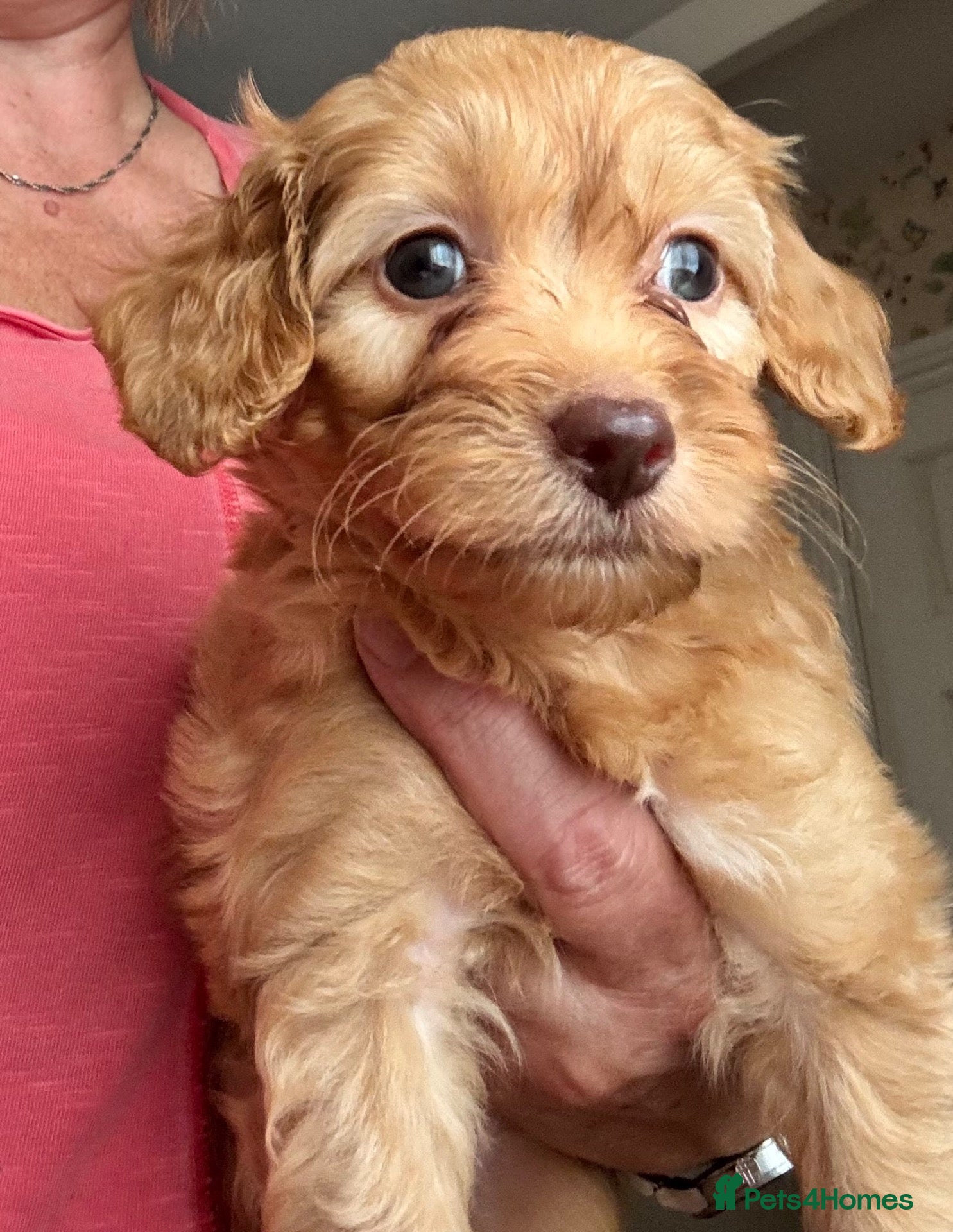 Cockapoo dogs F1B Cockapoo Puppies - 2 Boys Available  - Advert 7
