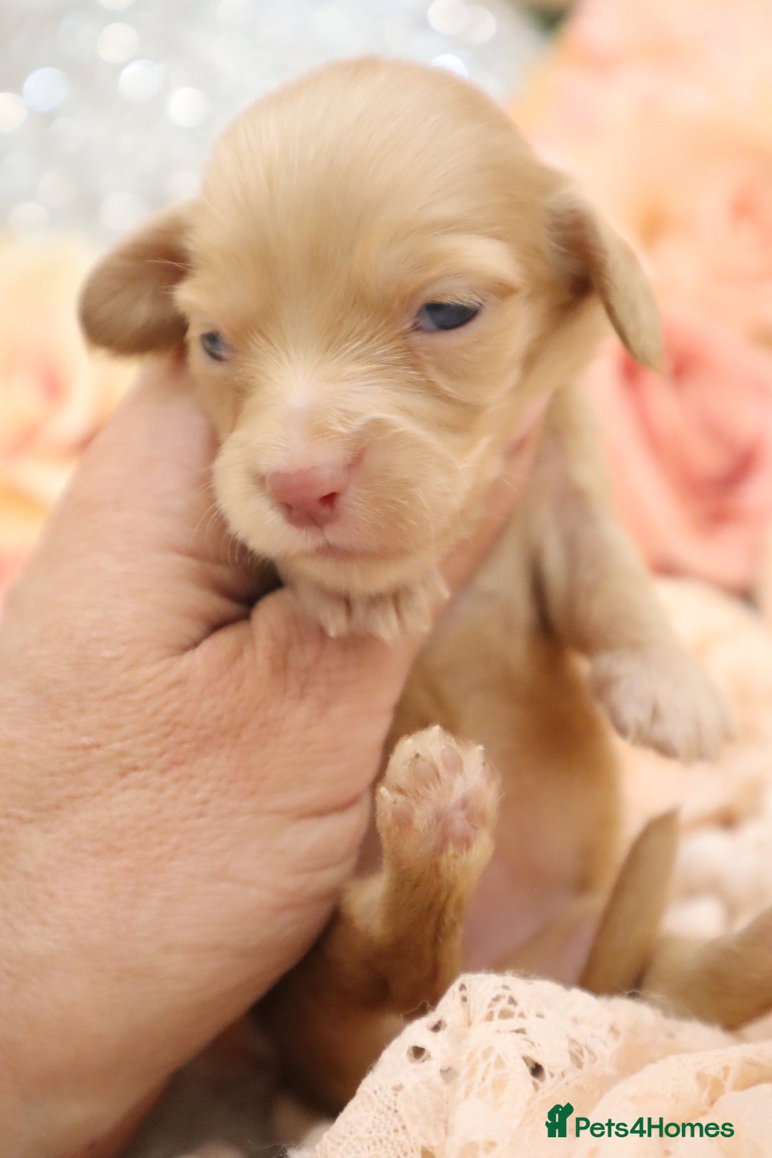 Miniature Dachshund dogs for sale: KC Longhair Miniature Dachshund Puppies - Image 7