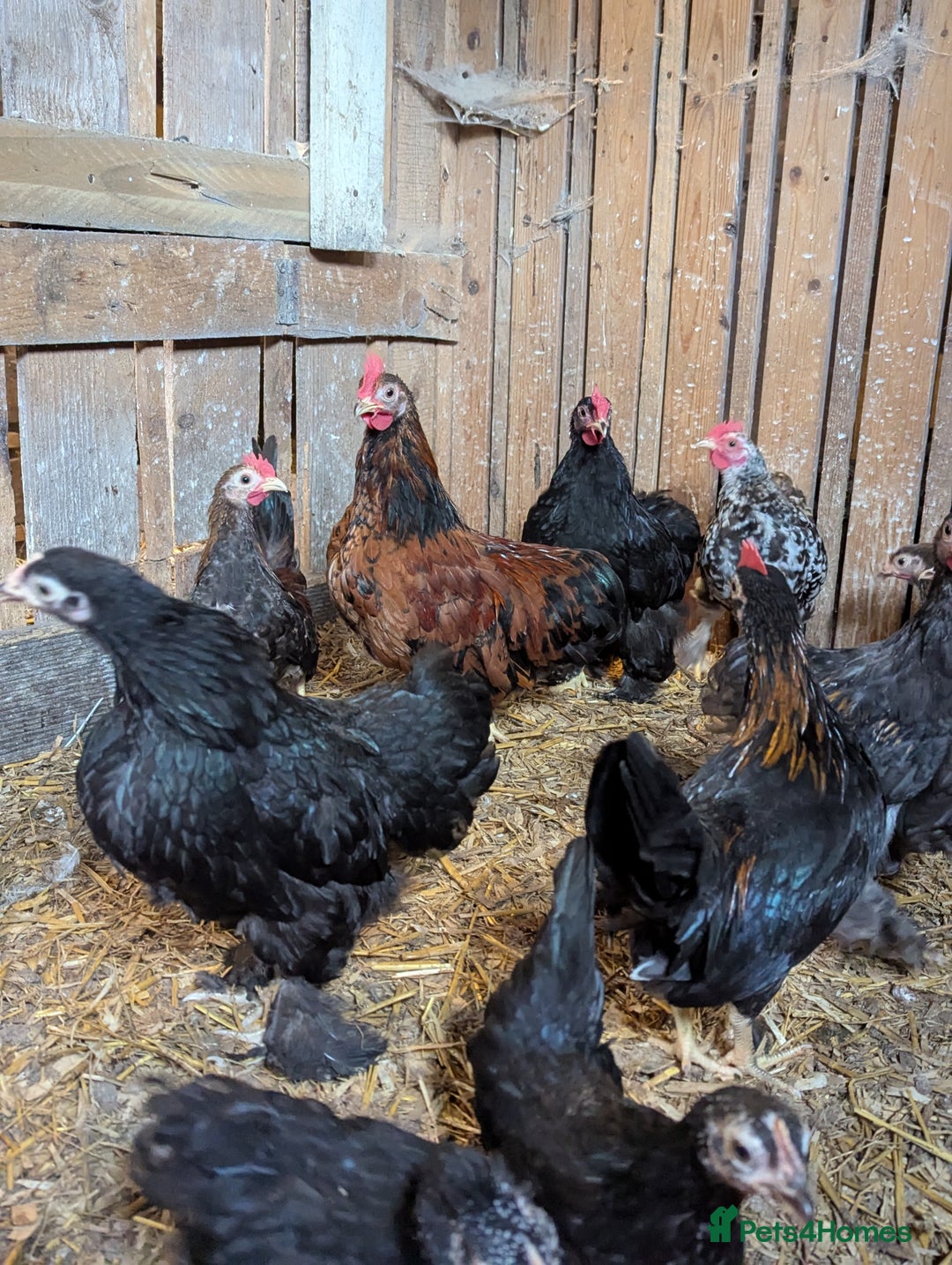 Chickens poultry for sale: Bantam chickens - Image 2