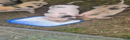 Pig livestock for sale: Hand reared piglets  in Canterbury - Advert 5