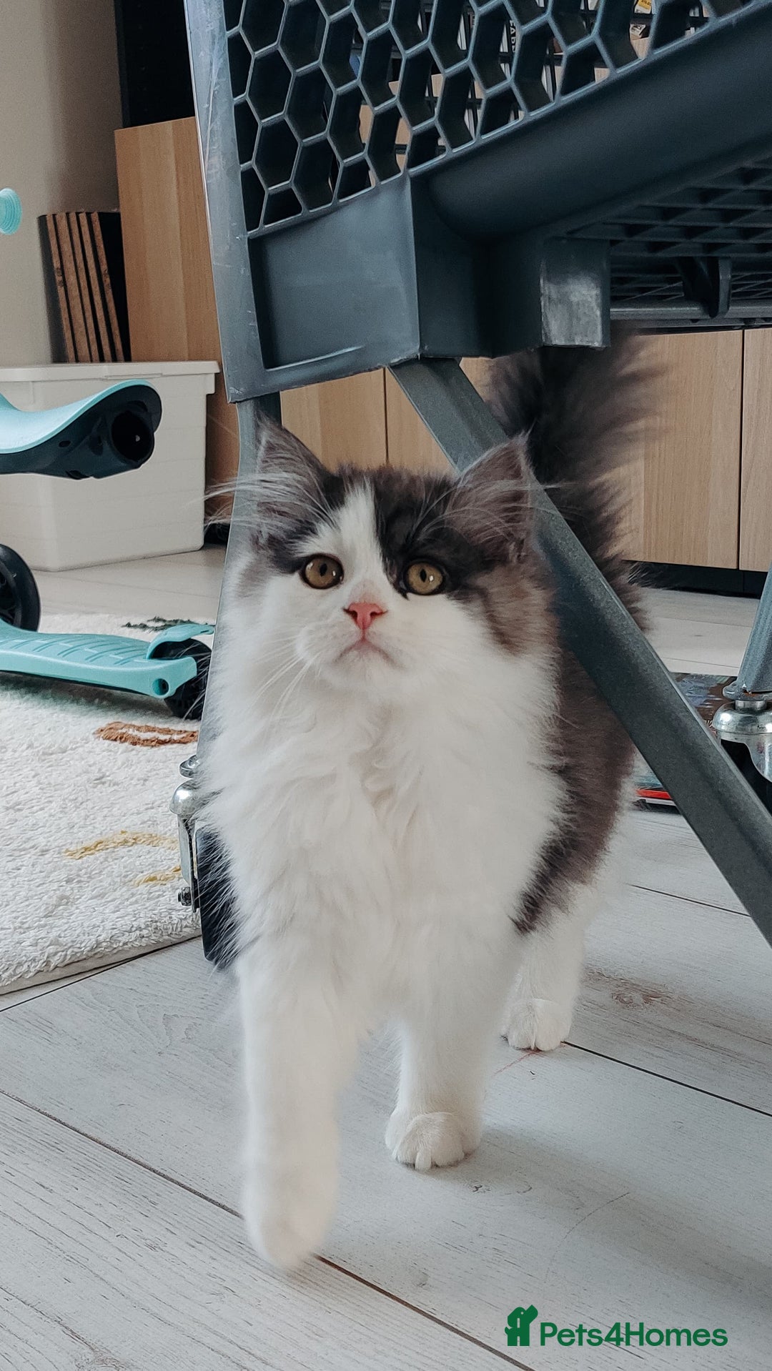Mixed Breed cats for sale: Your best friend to be READY TO GO - Image 5