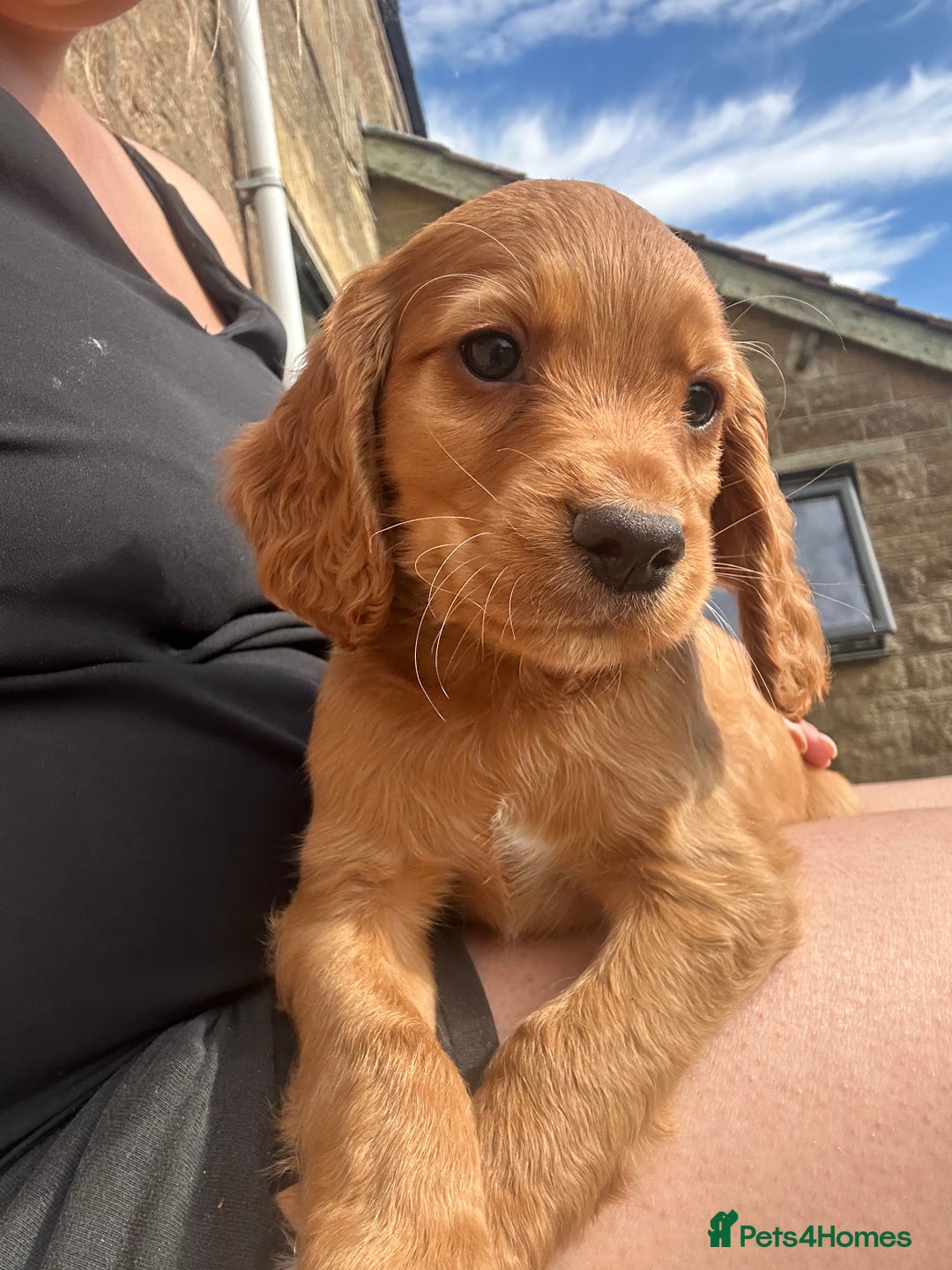 Cocker Spaniel dogs for sale: 1 male cocker spaniel puppy - Image 4