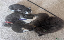 Maine Coon cats for sale: Kittens for sale - Image 24