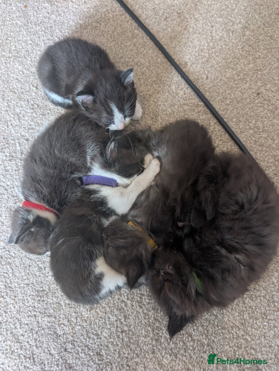 Maine Coon cats for sale: Kittens for sale - Image 24