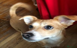 Mixed Breed dogs for adoption: ❤🐶 Lalia – A Delicate Love-Bug  🐶❤ - Image 7