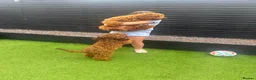 Cockapoo dogs for sale: extremely sad sale of beautiful fox red cockapoos - Advert 6