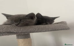 British Shorthair cats for sale: BTS x Ragdoll - Image 4