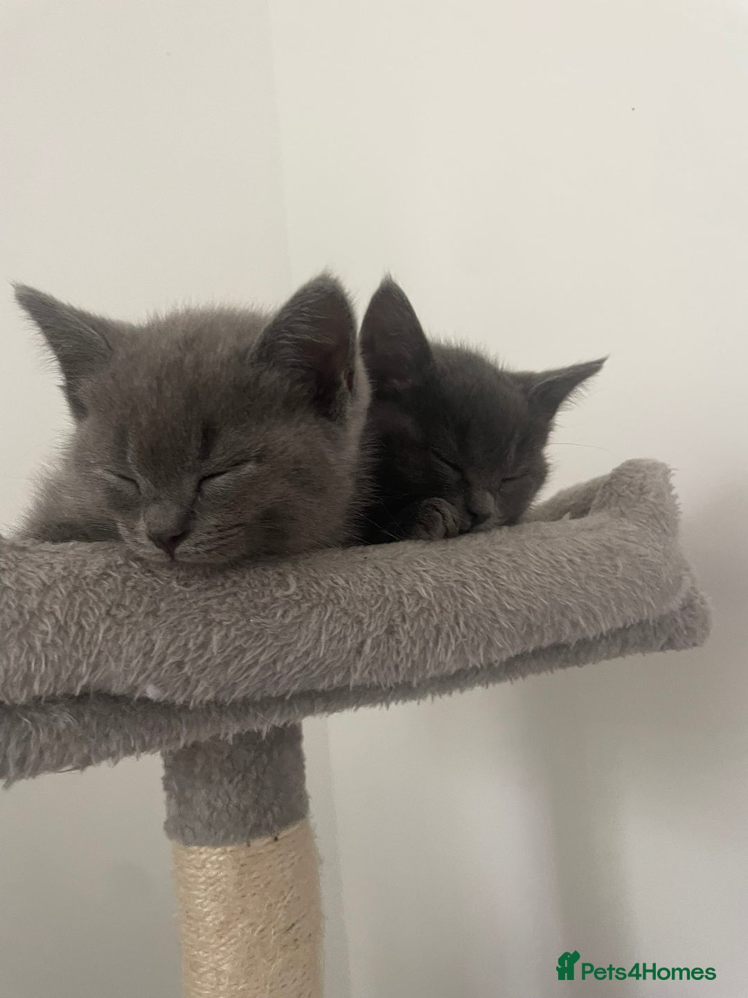 British Shorthair cats for sale: BTS x Ragdoll - Image 4