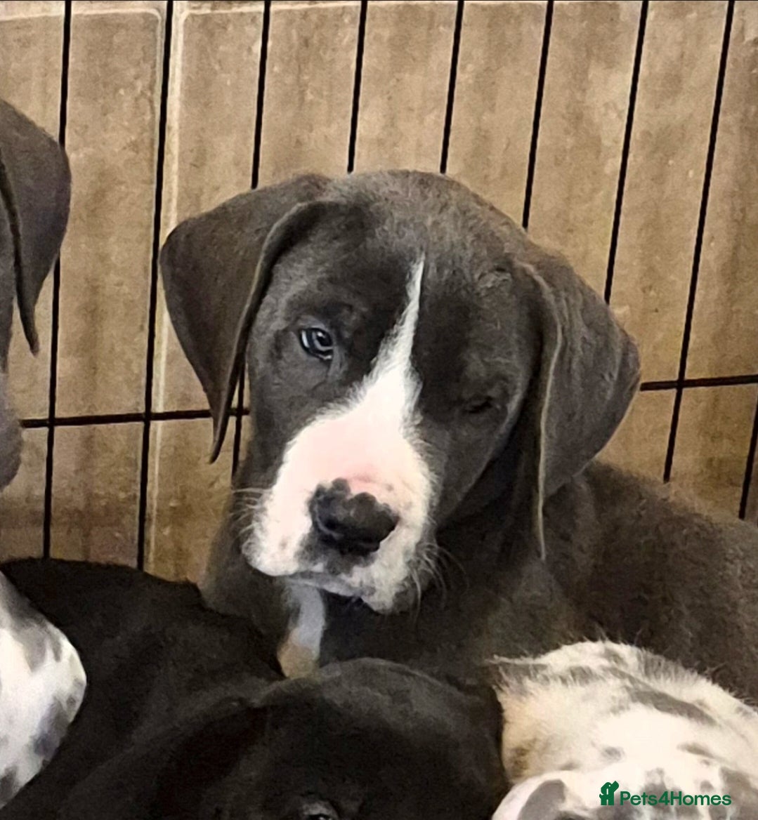 Great Dane dogs READY TO GO! Pedigree Great Dane babies  - Advert 1