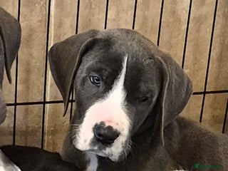 Great Dane dogs READY TO GO! Pedigree Great Dane babies - Advert 1