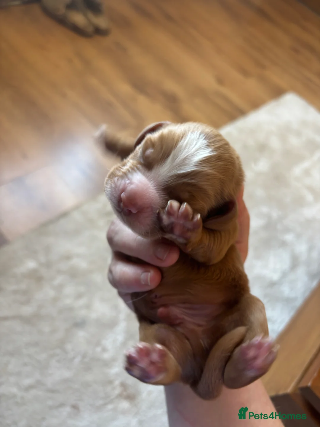 Cocker Spaniel dogs for sale: Chucky Spaniel Pups  - Advert 10