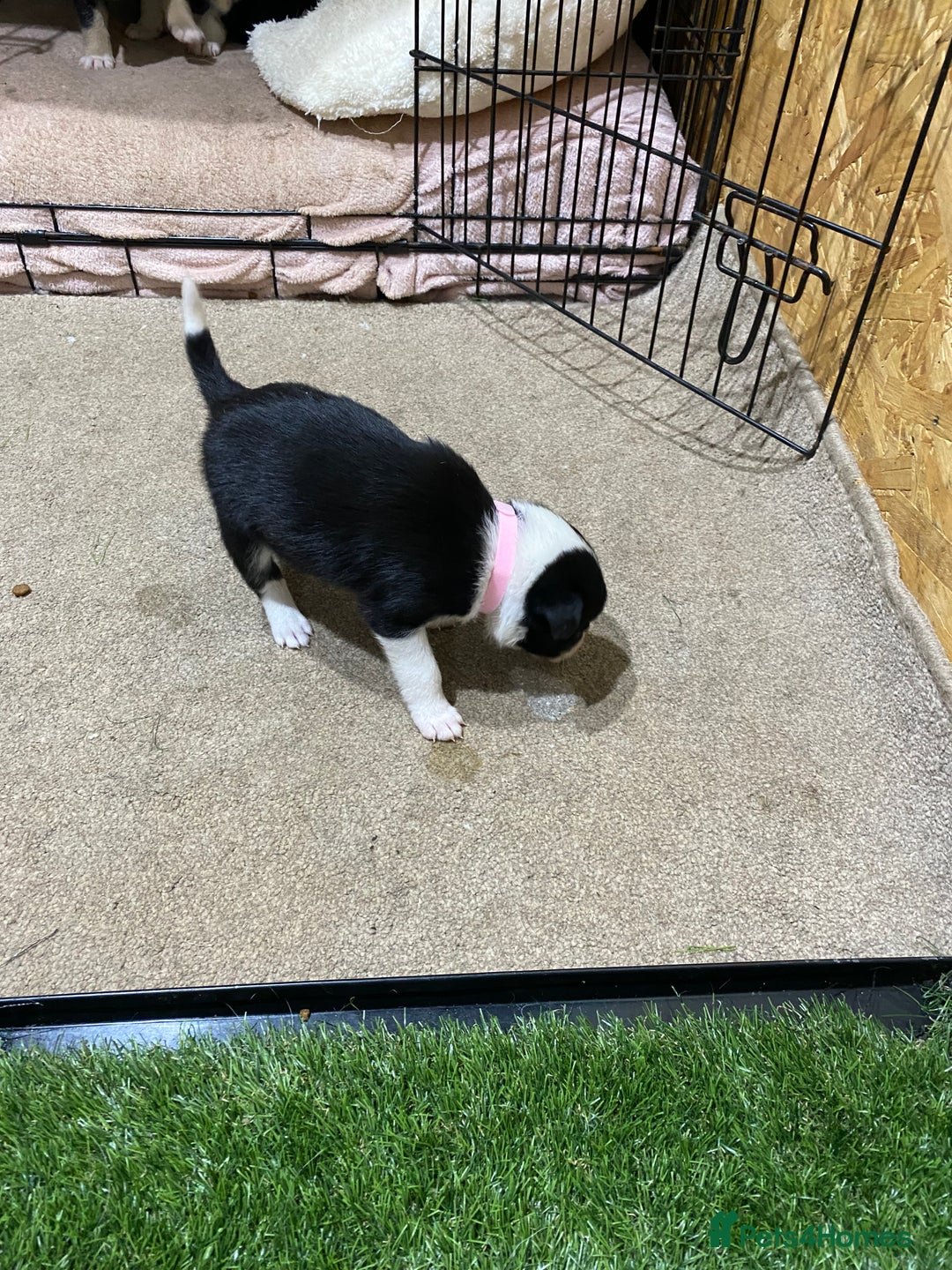 Border Collie dogs for sale: Beautiful border collie pups  - Advert 3