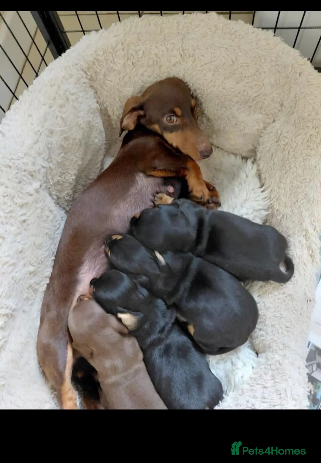 Miniature Dachshund dogs for sale: Stunning Litter of Mniature Dachshund Puppies - Advert 1