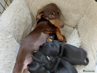 Miniature Dachshund dogs Stunning Litter of Mniature Dachshund Puppies - Advert 2