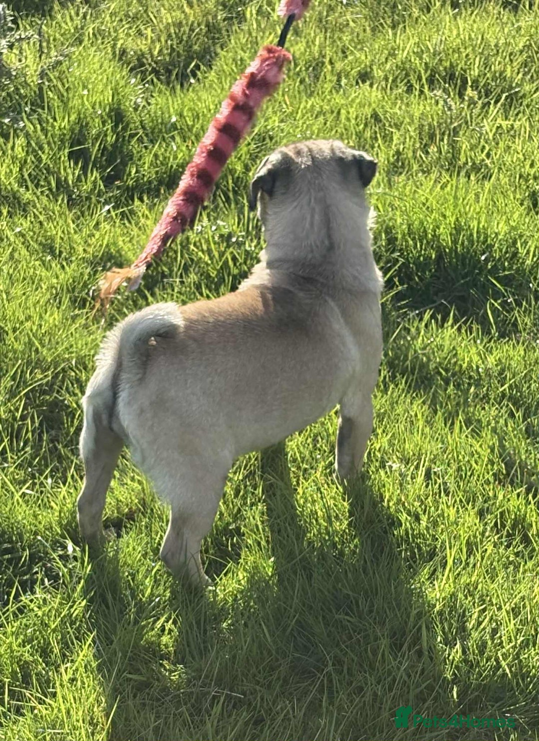 Pug dogs for sale: 2 beautiful female Pug puppies - Image 6