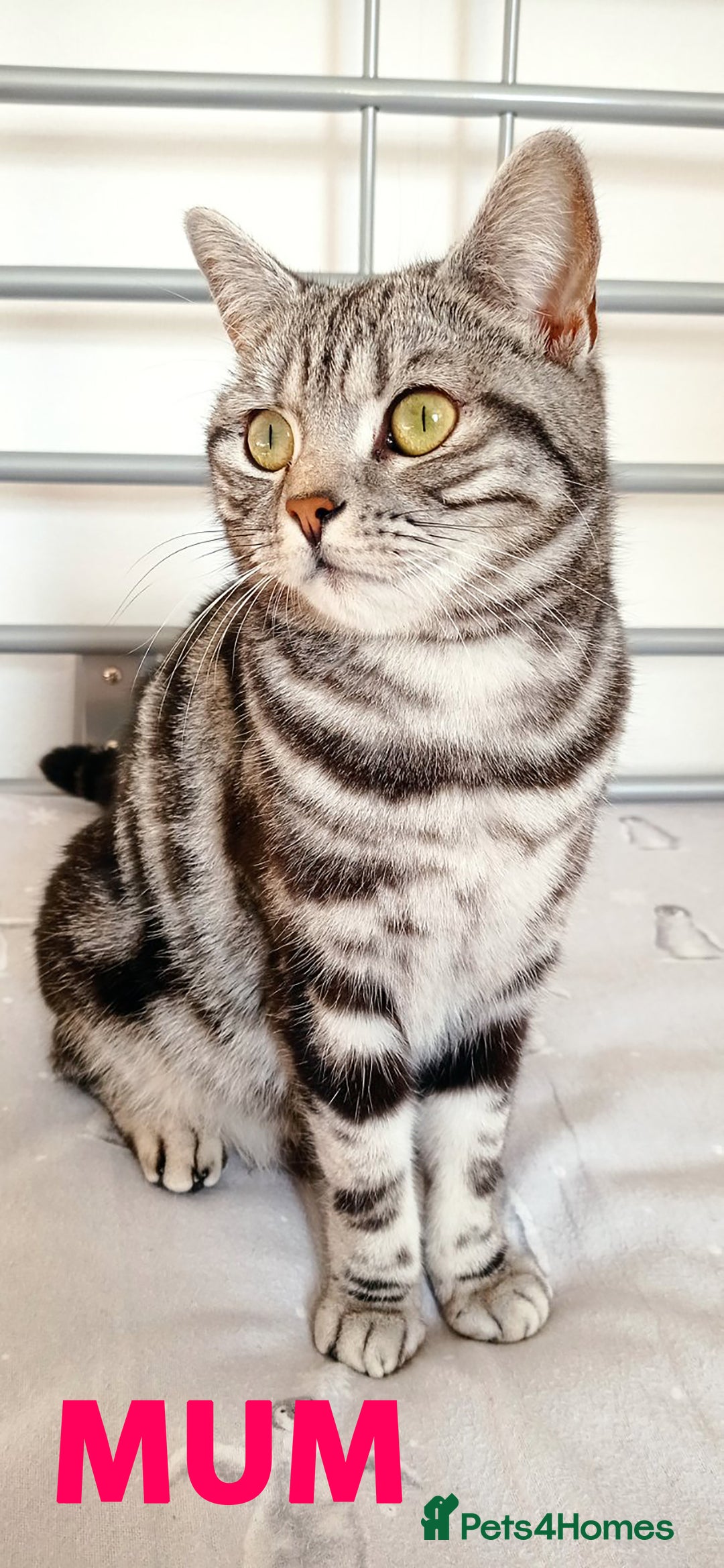 British Shorthair cats for sale: ✨4 Pure BSH Tabby kittens✨ - Advert 13